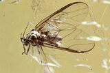 Detailed Fossil Winged Female Aphid Giving Birth in Baltic Amber #362663-1